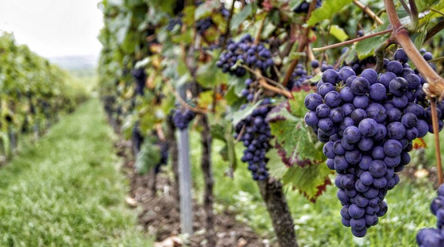 Visita alle cantine dell’Amarone classico