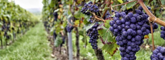 Visita alle cantine dell’Amarone classico