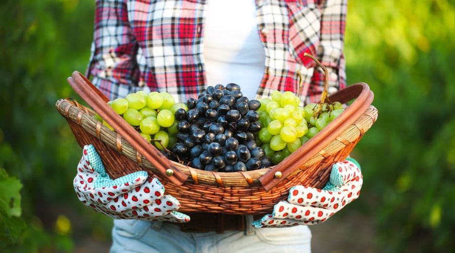 Wine Tour del Lago di Garda | Lake Garda Wine Tour