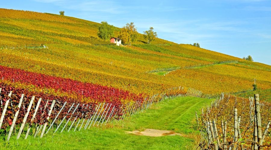 Grand Tour dell’Amarone | Amarone Grand Tour