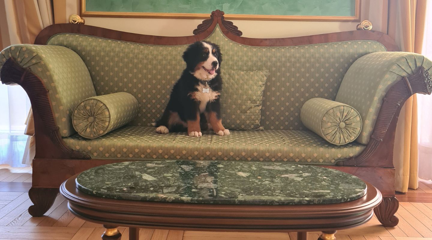 Pet Friendly