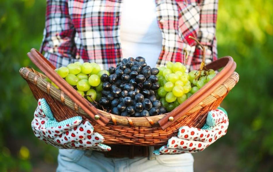 Wine Tour del Lago di Garda | Lake Garda Wine Tour