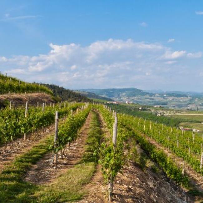 La regione del Valpolicella | The Valpolicella region