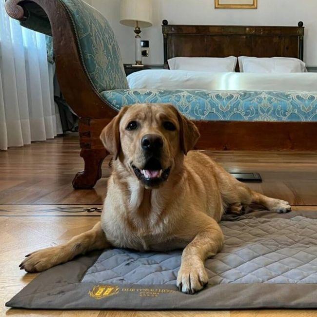 Pet Friendly