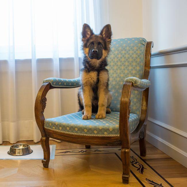 Pet Friendly