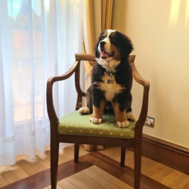 Pet Friendly